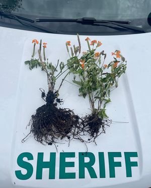 Clay deputies find Middleburg Dreamette ‘flower bandit’: Stolen blooms recovered
