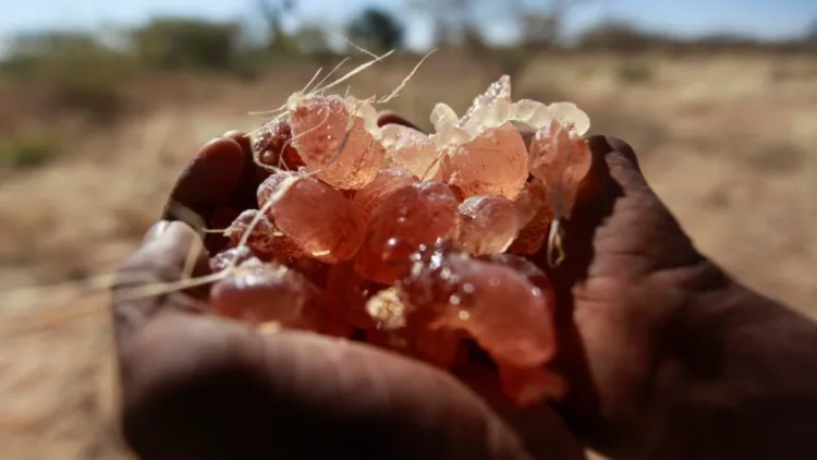 苏丹危机对阿拉伯树胶行业意味着什么？