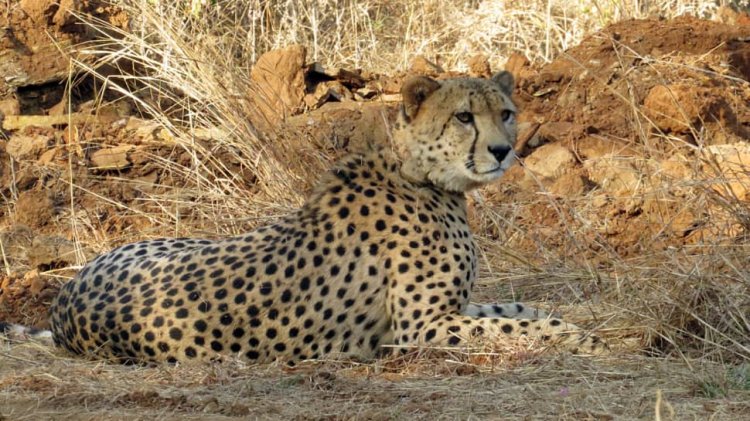 Explained: Why Are Kuno`s Cheetahs Dying?