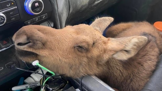 B.C. man fired from job after saving moose calf on the highway