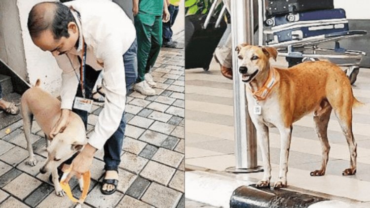 20 stray dogs at Mumbai airport get ‘Aadhaar’ with QR code tags