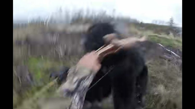 Watch a Black Bear Attack and Body Slam a Bowhunter