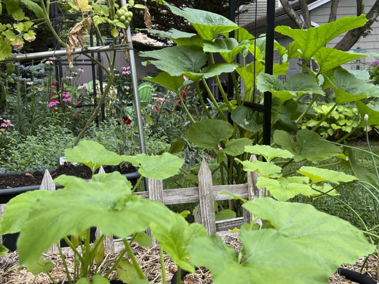 How to extend the growing season in your garden and get multiple veggie harvests