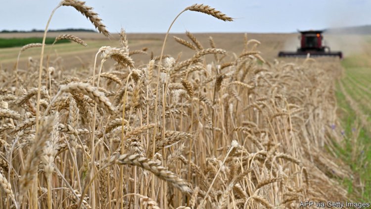 Why Russia’s bombings of Ukrainian ports have jolted wheat prices
