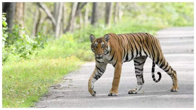 Pegged at 3,167 in April, India's tiger population now at 3,682