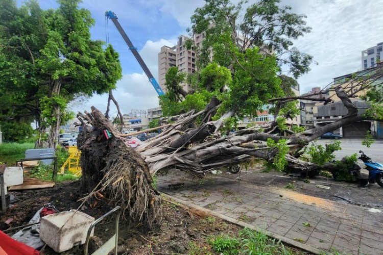 杜蘇芮颱風侵襲樹木遭連根拔起！工務團隊連日救災恢復市容
