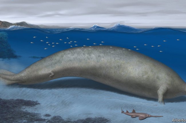 An ancient whale-like animal may be the biggest to have ever lived
