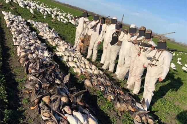 258 protected geese killed. Man behind the hunt is fined, has to stop hunting temporarily