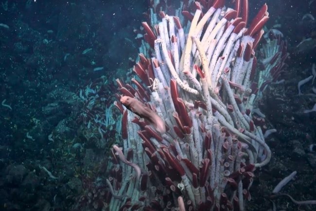 New ecosystem discovered thriving beneath Earth's seafloor | Watch