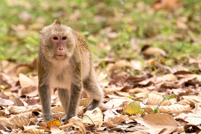 Inotiv Faces SEC Probe on Imports of Monkeys From Asia