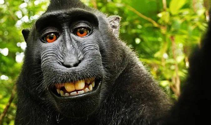 ChatGPT生成物与“猕猴自拍”无异，不应受著作权法保护