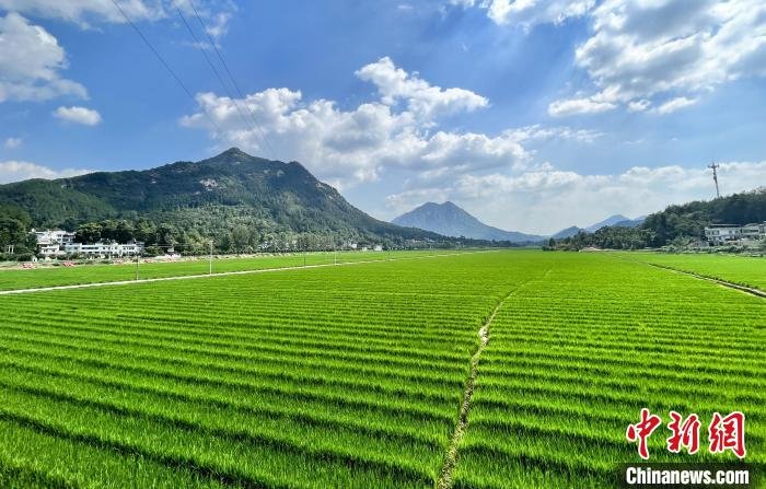 （聚焦中国高质量发展）中国“红莲稻”助“一带一路”沿线国家粮食生产