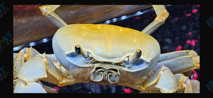 Howie The Crab Successfully Molted As 29,000 Fans Watched Live!