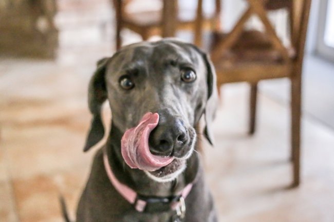 30 of the Best Healthy Dog Foods