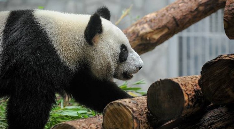 Московский зоопарк показал, как мама-панда заботится о своем детеныше