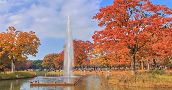 Vietnam Phở Festival 2023 ở công viên Yoyogi - nơi ngắm lá mùa thu tuyệt đẹp