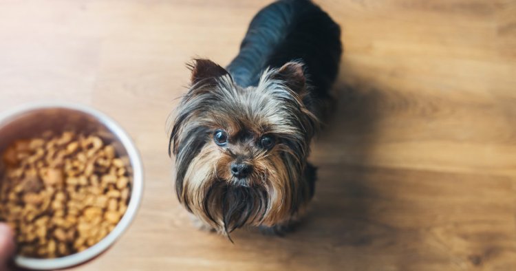 25 of the Best Dog Foods for Itchy Skin