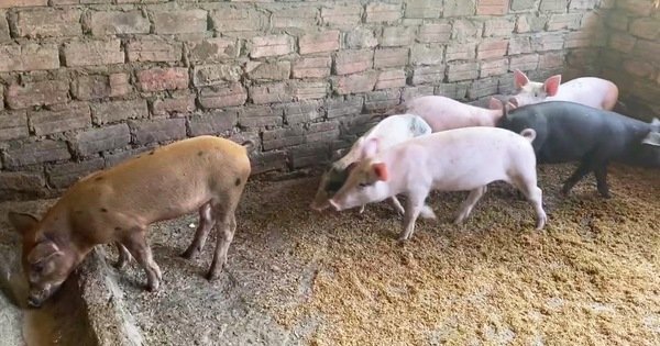 Quảng Nam hỗ trợ dân khi dừng hoạt động chăn nuôi ở nơi không được phép