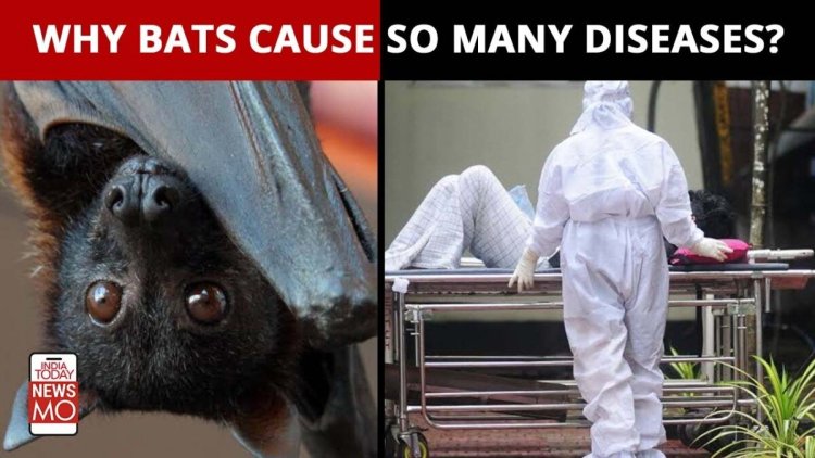 Why do bats cause so many infectious diseases? | Nipah outbreak in Kerala