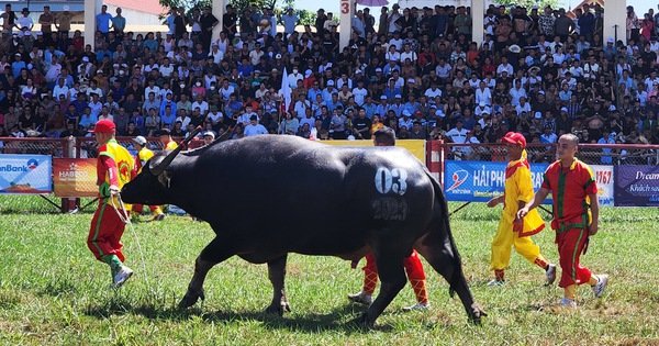 'Ông trâu' nặng 1,3 tấn vô địch Lễ hội chọi trâu Đồ Sơn