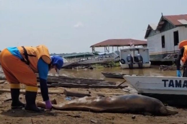 Over 100 dolphins dead in Amazon in past 7 days as water temperature soars