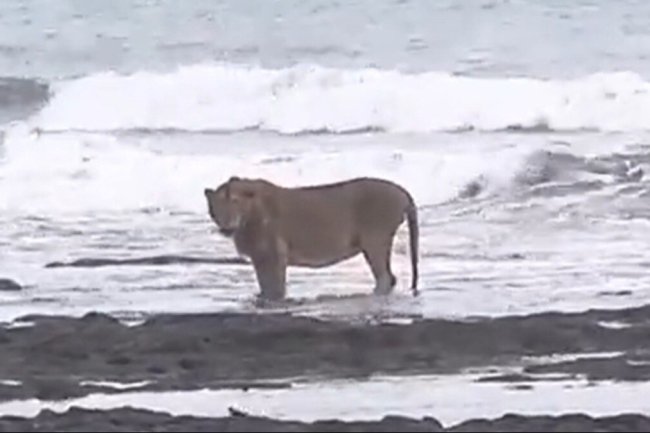 Watch: Majestic lion enjoys the Arabian Sea in breathtaking video