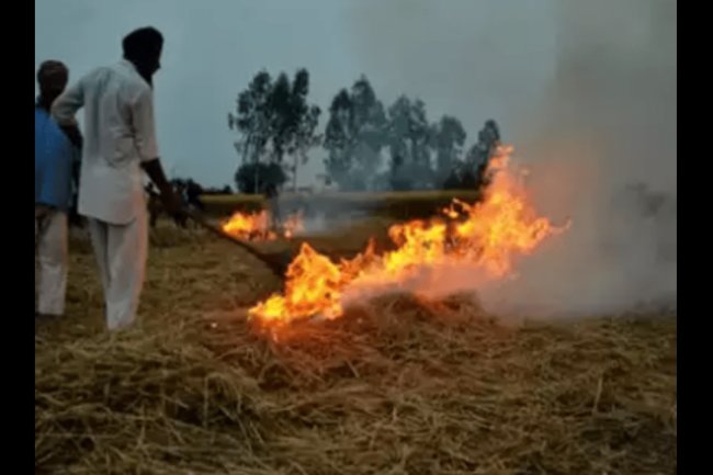 Punjab: Farm stubble burning continues, 119 cases reported