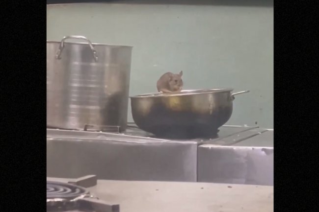 Video of rats in LTT-Madgaon train pantry raises concerns for passengers