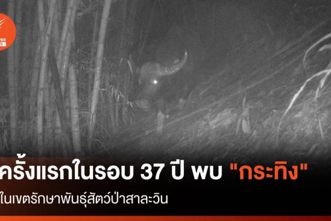 ครั้งแรกในรอบ 37 ปี พบ "กระทิง" ในเขตรักษาพันธุ์สัตว์ป่าสาละวิน