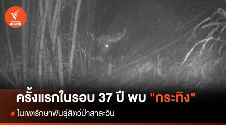 ครั้งแรกในรอบ 37 ปี พบ "กระทิง" ในเขตรักษาพันธุ์สัตว์ป่าสาละวิน