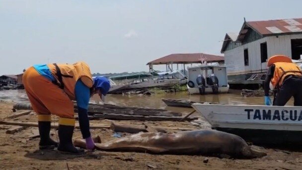 Over 100 dolphins dead in Amazon in past 7 days as water temperature soars