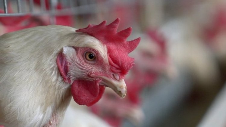 South Africa egg shortage: How poultry products became a hot commodity