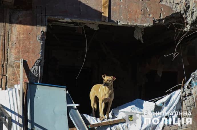 On ruins of Avdiivka: National Police post photos of dogs living under Russian attacks