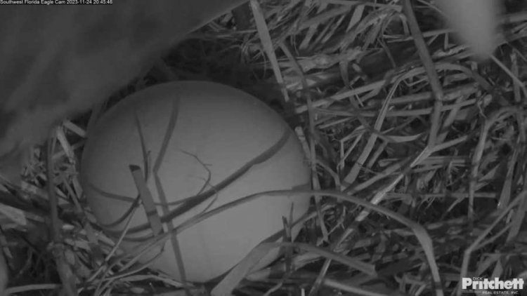First egg of the season spotted on Southwest Florida Eagle Cam